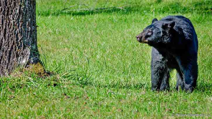 Black bear dies after attacking man, dog on Maple Ridge trail