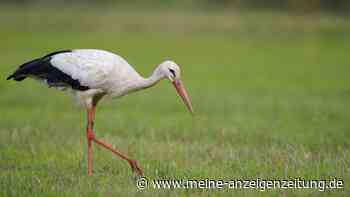 Naturerfolg in NRW: Weißstorch ist mit Rekord zurück