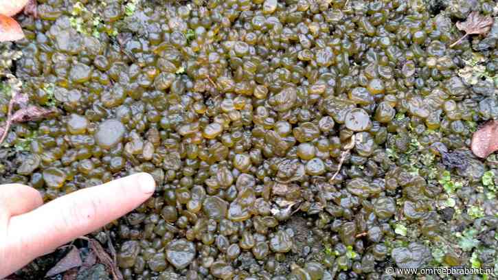 Boswachter Frans verklaart waarom er 'moeraseieren' op wandelpaden liggen