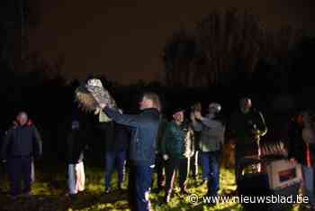 Twee oehoes vrijgelaten in Buggenhoutbos: “Of ze hier zullen blijven weten we niet”