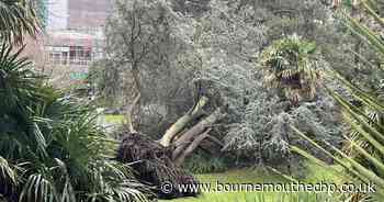 Bournemouth gardens devastated by Storm Bert as high winds down trees
