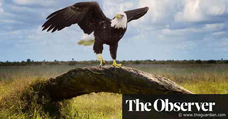 ‘I couldn’t admit I was afraid’: biologist Tina Morris on her fight to save the bald eagle