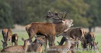 Richmond and Bushy Park shut due to high winds from storm Bert