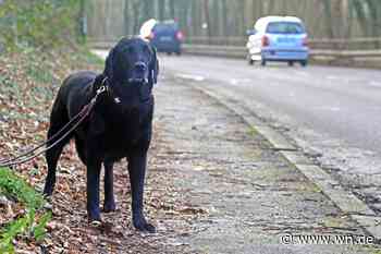 „Werden zu Wanderpokalen“: Darum sind Tiere keine Weihnachtsgeschenke
