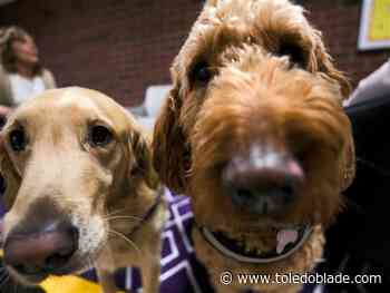 Panther Paws aims to put dog in each Maumee school