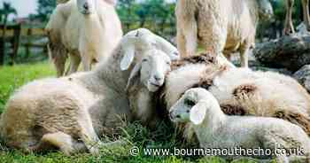 Two sheep missing after firefighters called to rescue herd off riverbank