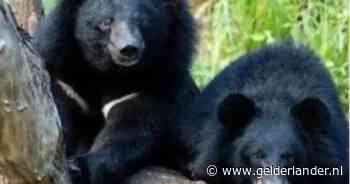 Paniek en schoten in Pairi Daiza na ruzie tussen twee beren: ‘Zone afgesloten voor bezoekers’