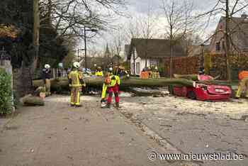 Boom valt op straat door rukwind en vernielt geparkeerde auto in Hove