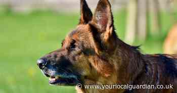 German Shepherd which mauled boy, 7, in Thornton Heath 'was trained to be aggressive'