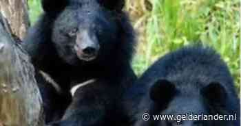 Personeel van Belgische dierentuin lost schoten bij ruzie tussen twee beren, zone afgesloten voor bezoekers