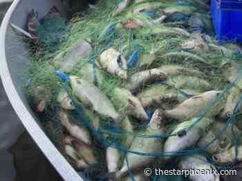 Sask. tullibee fish harvest brings new cash and new concerns