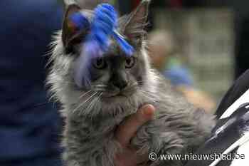 Meer dan 300 katten dingen naar titel van mooiste kat van het land in Antwerp Expo