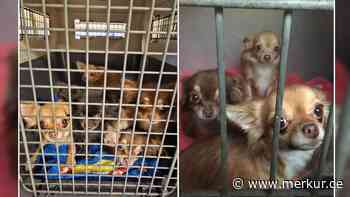 „Verfilzt und sehr verängstigt“: 19 Chihuahuas aus Wohnung befreit – Tierheim schockiert
