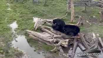 Beer doodt andere beer tijdens gevecht in Belgisch dierenpark