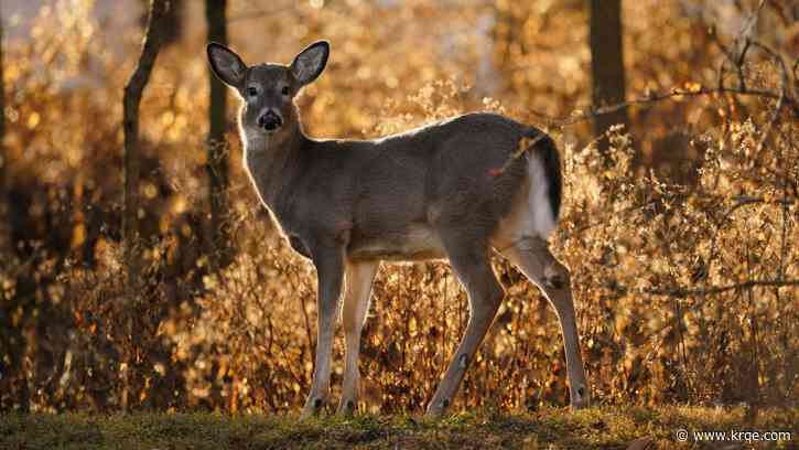 Can deer see the color orange?