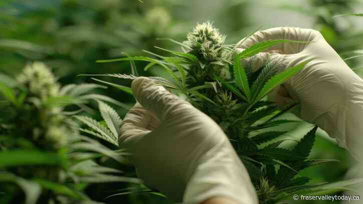 BC Craft Farmers Co-Op want cannabis included in proposed Federal GST break