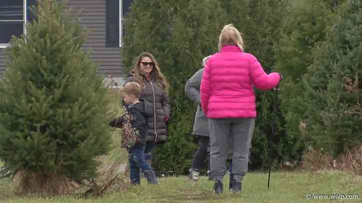 Brant's Morley Road Tree Farm opens for the season 
