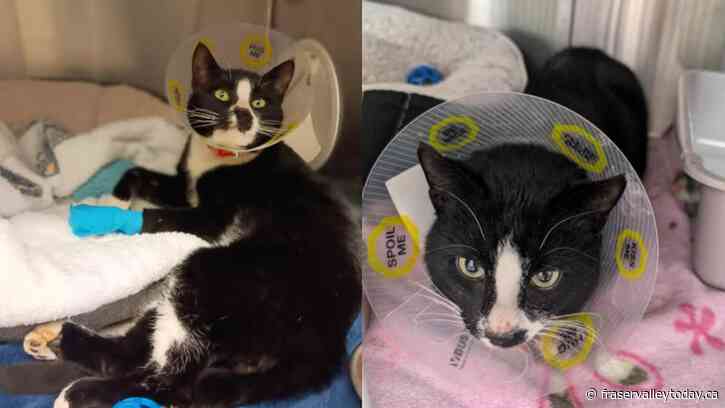 Cat injured by hunting snare epitmoizes trend in pets caught in wildlife traps