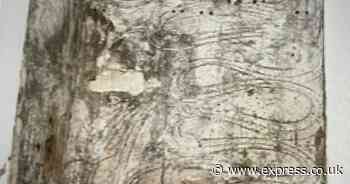 The Crusader - Damp and mould row takes its toll on tenant