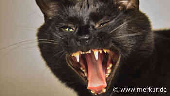 Wütende schwarze Katze verscheucht Schwarzbär aus ihrem Zuhause
