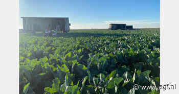 "Prijstechnisch goede zomer voor bloemkool en broccoli, alleen de staart van het seizoen was wat minder"