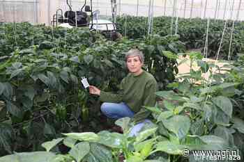 Duurzame geteelde groenten in kassen met zonnepanelen