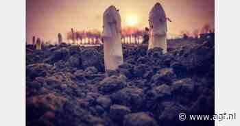 Duitsland blijft een van de grootste aspergeproducenten wereldwijd