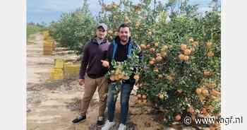 Egyptische sinaasappel- en mandarijnenseizoen binnenkort van start