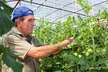 Den Haag moet niet overdrijven in geklaag over arbeidsmigranten uit Westland