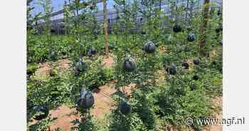 Minimeloenen gedijen goed in kas in Limpopo