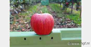 "Veel vraag naar appelen, maar beperkte voorraden topkwaliteit"