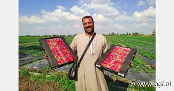 Concurrentievermogen Egyptische aardbeiensector op de proef gesteld