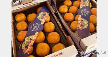 "Degene die Rojo Brillante heeft, zal zijn slag slaan"