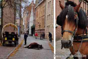 “Het kan iedereen overkomen, ook een paard”: koetsenbedrijf reageert op commotie nadat paard Bella bezwijkt