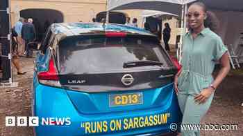 From eyesore to asset: How a smelly seaweed could fuel cars