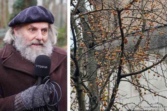 Mysterieuze geur van uitwerpselen en rotte eieren kent zijn schuldige … een Japanse notenboom: “Ook wel ‘stinkpruim’ genoemd”