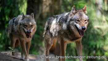 Dammann-Tamke findet in Bisdorf klare Worte zur Wolfspopulation