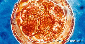 ‘DNA Typewriters’ Can Record a Cell’s History