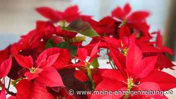 Giftiges Sekret: Weihnachtssterne können Kindern und Tieren schaden