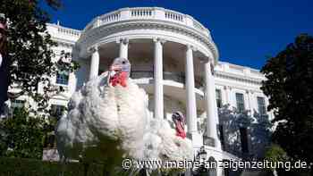 Biden begnadigt Truthähne vor Thanksgiving