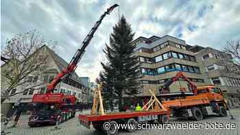 Weihnachtsbaum steht: Ein Herrenberger Baum auf den Nagolder Vorstadtplatz