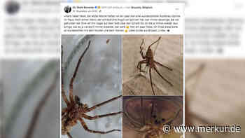 Nosferatu-Spinne auf dem Vormarsch: „Wer zur Hölle findet sowas wunderschön?“