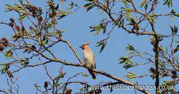Wild Things: The waxwing's wow factor
