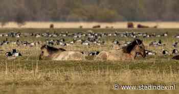 Konikpaarden uit Oostvaardersveld alsnog geslacht na verhuizing