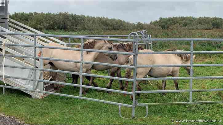 Flevoland - Nieuwsoverzicht 25/11 | Konikpaarden alsnog naar slacht • Minister wil A27 verbreden