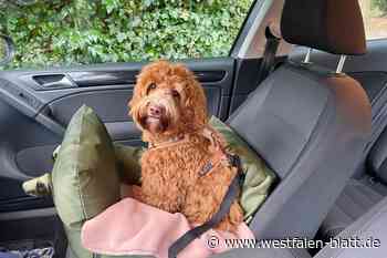 Autounfall mit Hund – wie sich Besitzer und Ersthelfer verhalten sollten