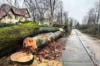 Monumentale bomen in Zwartberg gerooid: “Ze zijn zo goed als dood”