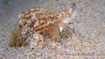 Beruchte roofslak vormt bedreiging voor schelpdieren in Noordzee