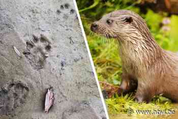 Sporen van otter gevonden aan overkant van de Maas: “Hij is nu heel dichtbij”