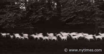 Paul Caponigro, Photographer in Love with Nature, Dies at 91